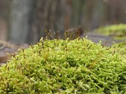 Attēlu rezultāti vaicājumam “Breidleria pratensis”