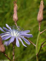 Attēlu rezultāti vaicājumam “Lactuca tatarica bud”