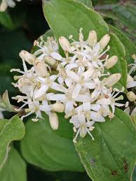 Attēlu rezultāti vaicājumam “Cornus sanguinea”