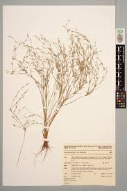 Attēlu rezultāti vaicājumam “Juncus bufonius”