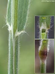 Attēlu rezultāti vaicājumam “Epirhoe tristata”