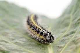 Attēlu rezultāti vaicājumam “Pieris rapae larva”