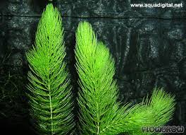 Attēlu rezultāti vaicājumam “Ceratophyllum demersum”