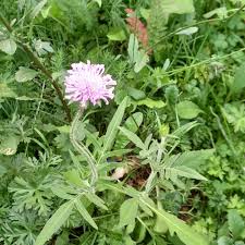 Image result for Knautia arvensis