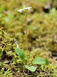 Attēlu rezultāti vaicājumam “Moneses uniflora bud”