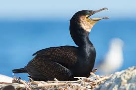 Image result for Phalacrocorax carbo