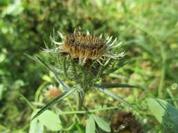Attēlu rezultāti vaicājumam “Carlina biebersteinii”