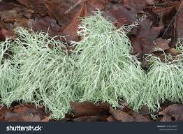 Attēlu rezultāti vaicājumam “Ramalina farinacea”