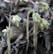 Attēlu rezultāti vaicājumam “Monotropa hypopitys”