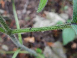 Attēlu rezultāti vaicājumam “Circaea lutetiana bud”