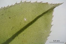 Attēlu rezultāti vaicājumam “Plagiomnium cuspidatum sporophyte”