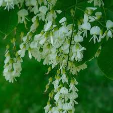 Attēlu rezultāti vaicājumam “Phellodendron amurense flower”