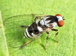 Attēlu rezultāti vaicājumam “Platypezidae”