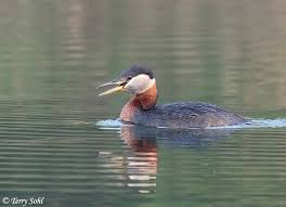Image result for Podiceps grisegena