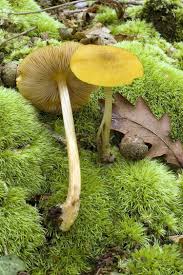 Attēlu rezultāti vaicājumam “Pluteus leoninus”