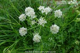 Attēlu rezultāti vaicājumam “Cicuta virosa”