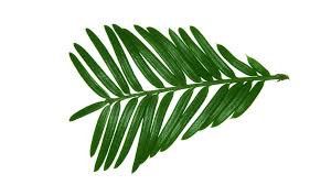 Attēlu rezultāti vaicājumam “Taxus baccata leaf”