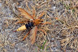 Attēlu rezultāti vaicājumam “Asilus crabroniformis”