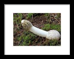 Attēlu rezultāti vaicājumam “Phallus impudicus”
