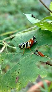 Attēlu rezultāti vaicājumam “Trioza dispar nymph”