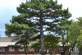 Attēlu rezultāti vaicājumam “Pinus nigra”