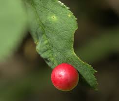 Attēlu rezultāti vaicājumam “Diplolepis eglanteriae”