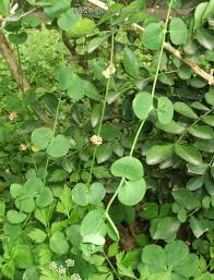 Attēlu rezultāti vaicājumam “Cribraria martinii stalked”