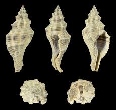 Attēlu rezultāti vaicājumam “Lycogala botrydium sessile”