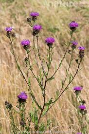 Image result for Centaurea nigra