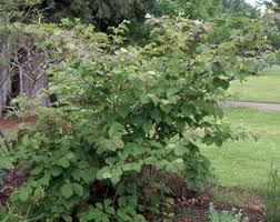 Attēlu rezultāti vaicājumam “Hamamelis”