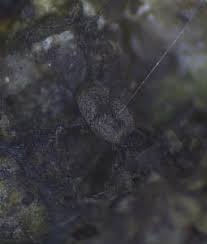 Attēlu rezultāti vaicājumam “Badhamiopsis scripta spores”