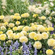 Image result for Tagetes patula