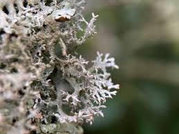 Attēlu rezultāti vaicājumam “Pseudevernia furfuracea”