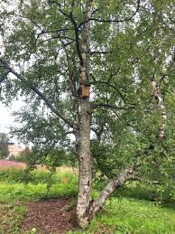 Attēlu rezultāti vaicājumam “Betula pubescens”