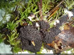 Attēlu rezultāti vaicājumam “Symphytocarpus trechisporus”