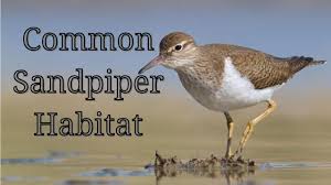 Attēlu rezultāti vaicājumam “Actitis hypoleucos”