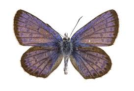 Attēlu rezultāti vaicājumam “Plebejus idas female”