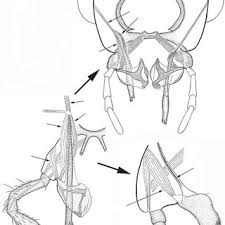 Attēlu rezultāti vaicājumam “Metylophorus nebulosus”
