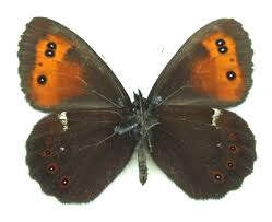 Attēlu rezultāti vaicājumam “Erebia aethiops”