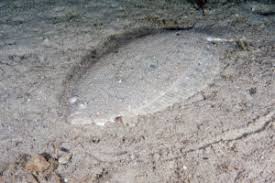 Image result for Paralichthys albigutta