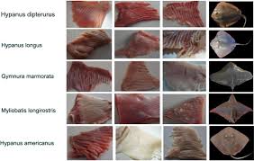 Image result for Hypanus longus