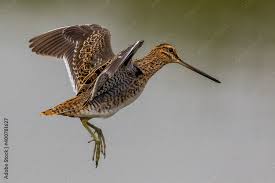 Image result for Gallinago gallinago