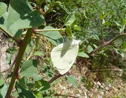 Attēlu rezultāti vaicājumam “Pieris brassicae female”