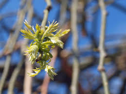 Attēlu rezultāti vaicājumam “Fraxinus excelsior Pendula female flower”
