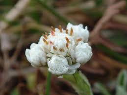 Attēlu rezultāti vaicājumam “Antennaria dioica male flower”