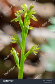 Attēlu rezultāti vaicājumam “Corallorhiza trifida”