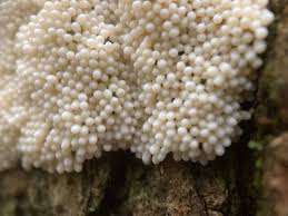 Attēlu rezultāti vaicājumam “Metatrichia sp.”