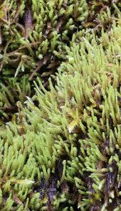 Attēlu rezultāti vaicājumam “Hygroamblystegium tenax”