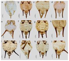 Attēlu rezultāti vaicājumam “Uroleucon hypochoeridis”