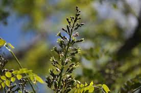 Attēlu rezultāti vaicājumam “Gymnocladus dioicus flower”